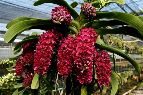 ຫວຽດນາມເປັນເຈົ້າພາບຈັດຕັ້ງກອງປະຊຸມກ່ຽວກັບການຕ້ານການຄ້າຂາຍສັດປ່າ